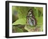 Malachite Butterfly-Adam Jones-Framed Premium Photographic Print