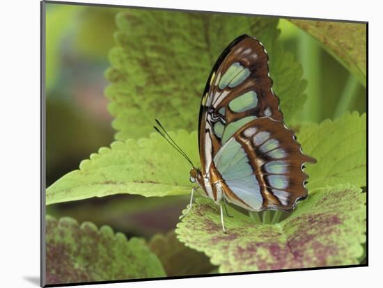 Malachite Butterfly-Adam Jones-Mounted Premium Photographic Print