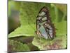 Malachite Butterfly-Adam Jones-Mounted Premium Photographic Print