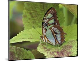 Malachite Butterfly-Adam Jones-Mounted Premium Photographic Print