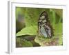 Malachite Butterfly-Adam Jones-Framed Photographic Print