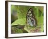 Malachite Butterfly-Adam Jones-Framed Photographic Print