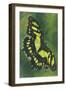 Malachite Butterfly-Barbara Keith-Framed Giclee Print