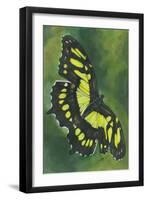 Malachite Butterfly-Barbara Keith-Framed Giclee Print