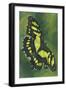 Malachite Butterfly-Barbara Keith-Framed Giclee Print