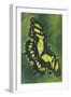 Malachite Butterfly-Barbara Keith-Framed Giclee Print