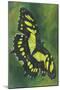 Malachite Butterfly-Barbara Keith-Mounted Giclee Print