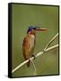 Malachite Kingfisher (Alcedo Cristata), Kruger National Park, South Africa, Africa-null-Framed Stretched Canvas