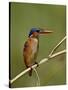 Malachite Kingfisher (Alcedo Cristata), Kruger National Park, South Africa, Africa-null-Stretched Canvas