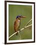 Malachite Kingfisher (Alcedo Cristata), Kruger National Park, South Africa, Africa-null-Framed Photographic Print