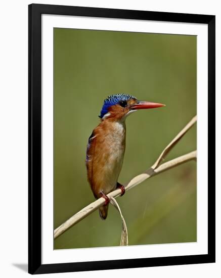 Malachite Kingfisher (Alcedo Cristata), Kruger National Park, South Africa, Africa-null-Framed Photographic Print