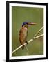 Malachite Kingfisher (Alcedo Cristata), Kruger National Park, South Africa, Africa-null-Framed Photographic Print