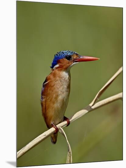 Malachite Kingfisher (Alcedo Cristata), Kruger National Park, South Africa, Africa-null-Mounted Photographic Print