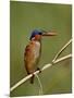 Malachite Kingfisher (Alcedo Cristata), Kruger National Park, South Africa, Africa-null-Mounted Photographic Print