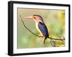 Malachite Kingfisher-Martin Fowkes-Framed Giclee Print