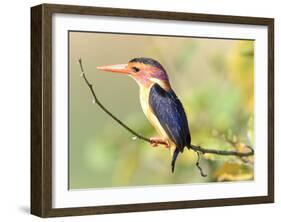 Malachite Kingfisher-Martin Fowkes-Framed Giclee Print