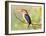 Malachite Kingfisher-Martin Fowkes-Framed Giclee Print