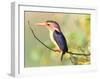 Malachite Kingfisher-Martin Fowkes-Framed Giclee Print