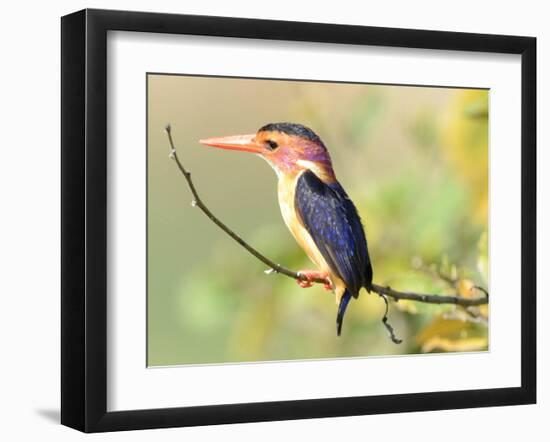 Malachite Kingfisher-Martin Fowkes-Framed Giclee Print