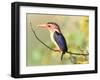 Malachite Kingfisher-Martin Fowkes-Framed Giclee Print