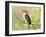 Malachite Kingfisher-Martin Fowkes-Framed Giclee Print