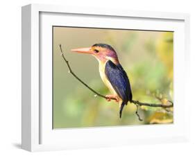 Malachite Kingfisher-Martin Fowkes-Framed Giclee Print