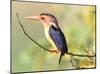 Malachite Kingfisher-Martin Fowkes-Mounted Giclee Print