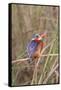 Malachite Kingfisher-Hal Beral-Framed Stretched Canvas
