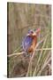 Malachite Kingfisher-Hal Beral-Stretched Canvas