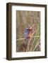 Malachite Kingfisher-Hal Beral-Framed Photographic Print