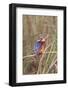 Malachite Kingfisher-Hal Beral-Framed Photographic Print