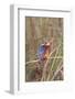 Malachite Kingfisher-Hal Beral-Framed Photographic Print