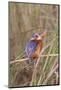 Malachite Kingfisher-Hal Beral-Mounted Photographic Print
