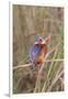 Malachite Kingfisher-Hal Beral-Framed Photographic Print