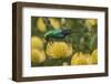 Malachite sunbird feding at flower, Cape Town, South Africa-Ann & Steve Toon-Framed Photographic Print