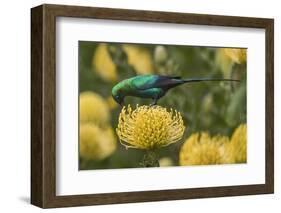 Malachite sunbird feding at flower, Cape Town, South Africa-Ann & Steve Toon-Framed Photographic Print