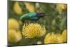 Malachite sunbird feding at flower, Cape Town, South Africa-Ann & Steve Toon-Mounted Photographic Print