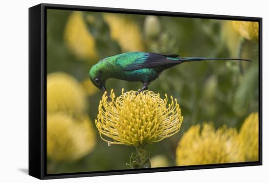 Malachite sunbird feding at flower, Cape Town, South Africa-Ann & Steve Toon-Framed Stretched Canvas