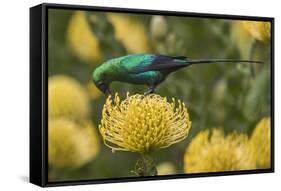 Malachite sunbird feding at flower, Cape Town, South Africa-Ann & Steve Toon-Framed Stretched Canvas