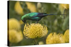 Malachite sunbird feding at flower, Cape Town, South Africa-Ann & Steve Toon-Stretched Canvas