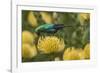 Malachite sunbird feding at flower, Cape Town, South Africa-Ann & Steve Toon-Framed Photographic Print