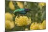 Malachite sunbird feding at flower, Cape Town, South Africa-Ann & Steve Toon-Mounted Photographic Print