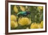 Malachite sunbird feding at flower, Cape Town, South Africa-Ann & Steve Toon-Framed Photographic Print