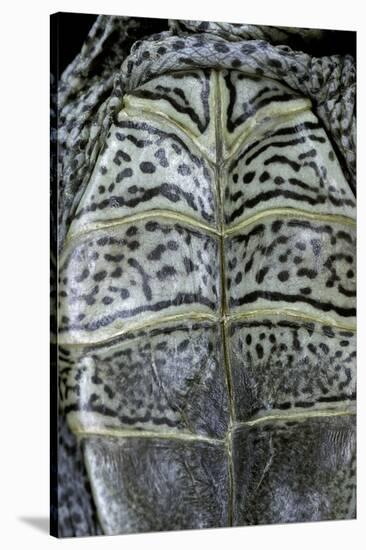Malaclemys Terrapin Centrata (Diamondback Terrapin)-Paul Starosta-Stretched Canvas