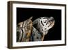 Malaclemys Terrapin Centrata (Diamondback Terrapin)-Paul Starosta-Framed Photographic Print