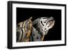 Malaclemys Terrapin Centrata (Diamondback Terrapin)-Paul Starosta-Framed Photographic Print