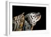 Malaclemys Terrapin Centrata (Diamondback Terrapin)-Paul Starosta-Framed Photographic Print