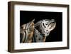 Malaclemys Terrapin Centrata (Diamondback Terrapin)-Paul Starosta-Framed Photographic Print