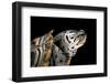 Malaclemys Terrapin Centrata (Diamondback Terrapin)-Paul Starosta-Framed Photographic Print