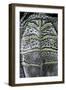 Malaclemys Terrapin Centrata (Diamondback Terrapin)-Paul Starosta-Framed Photographic Print